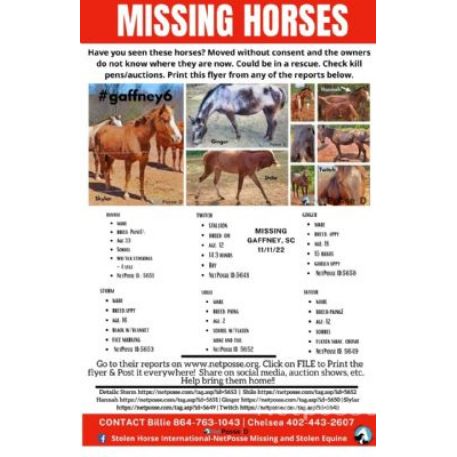 MISSING Horse - Storm